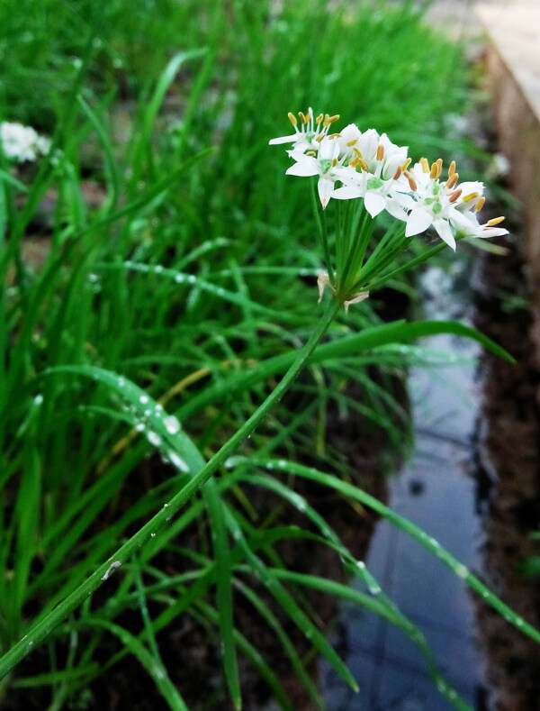 韭菜花摄影图片