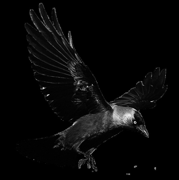 正飞翔的乌鸦免抠png透明素材