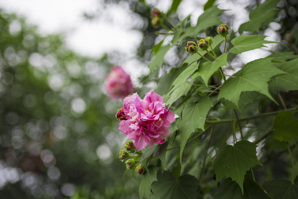 芙蓉花