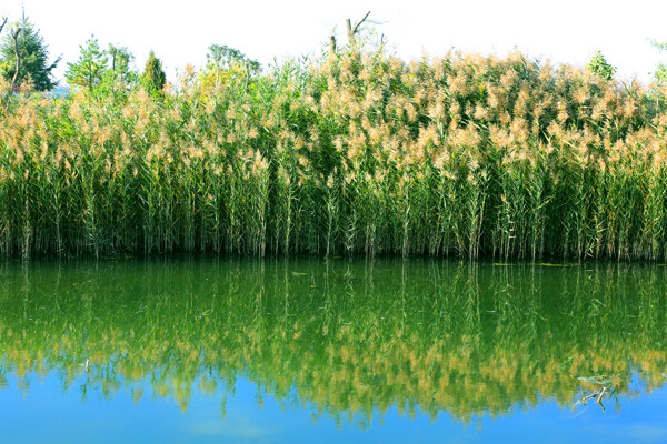 芦苇池