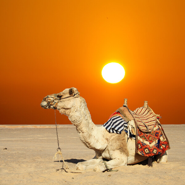 趴在沙漠上的驼骆图片