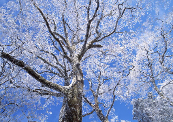 冬天雪景雪景大雪