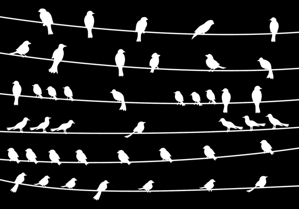 鸟类线矢量