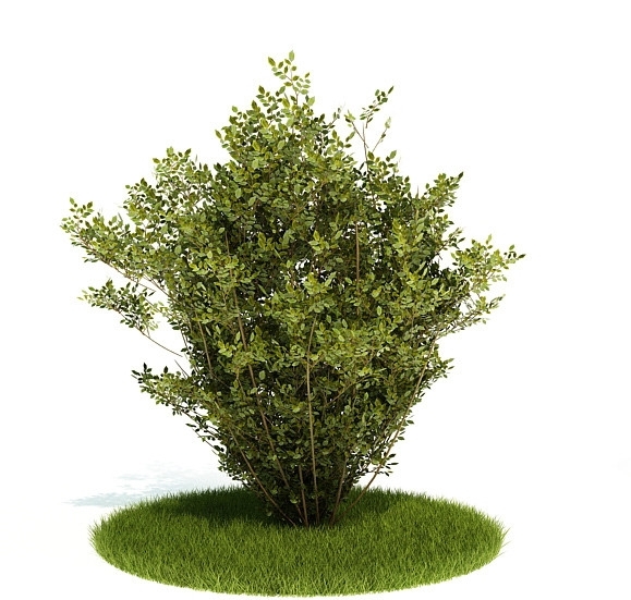 绿色灌木3D模型图片