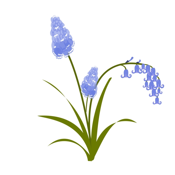 植物风信子蓝紫色花绿叶手绘
