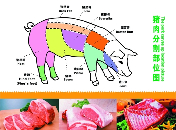 猪肉部位分割图图片