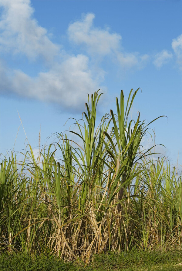 风景甘蔗农场图片