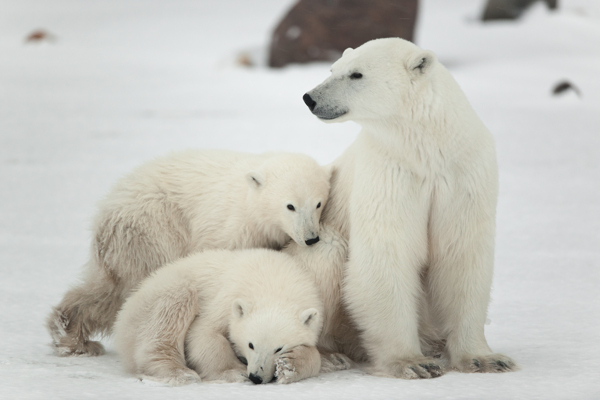 三只可爱的北极熊图片