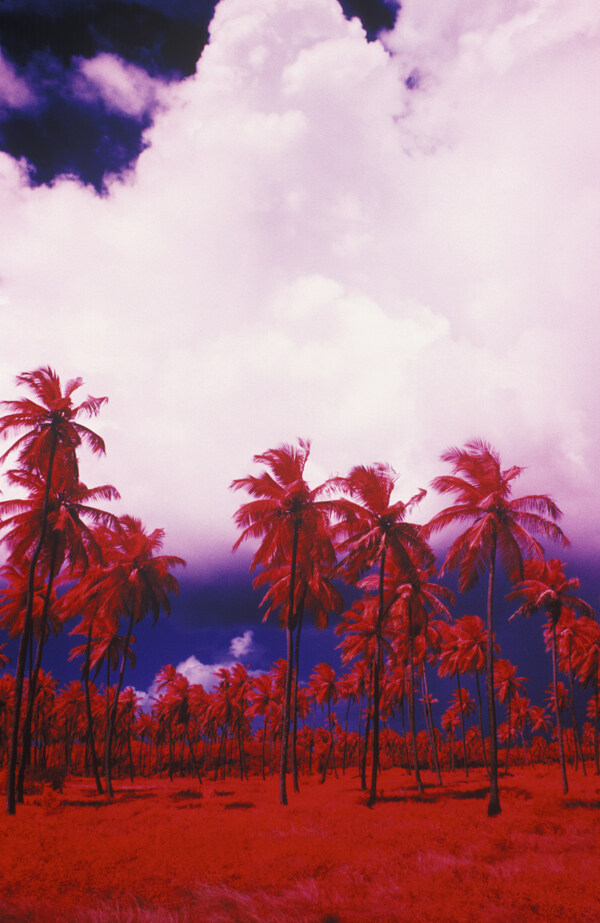 海边红色椰子树图片