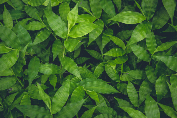 绿色植物叶子背景