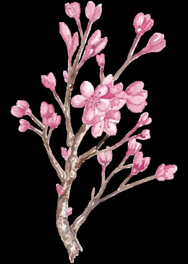 手绘一枝冬日的梅花树枝png透明素材