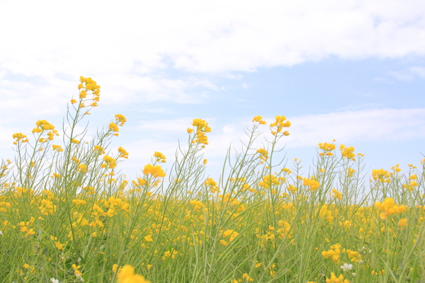 青海湖油菜花