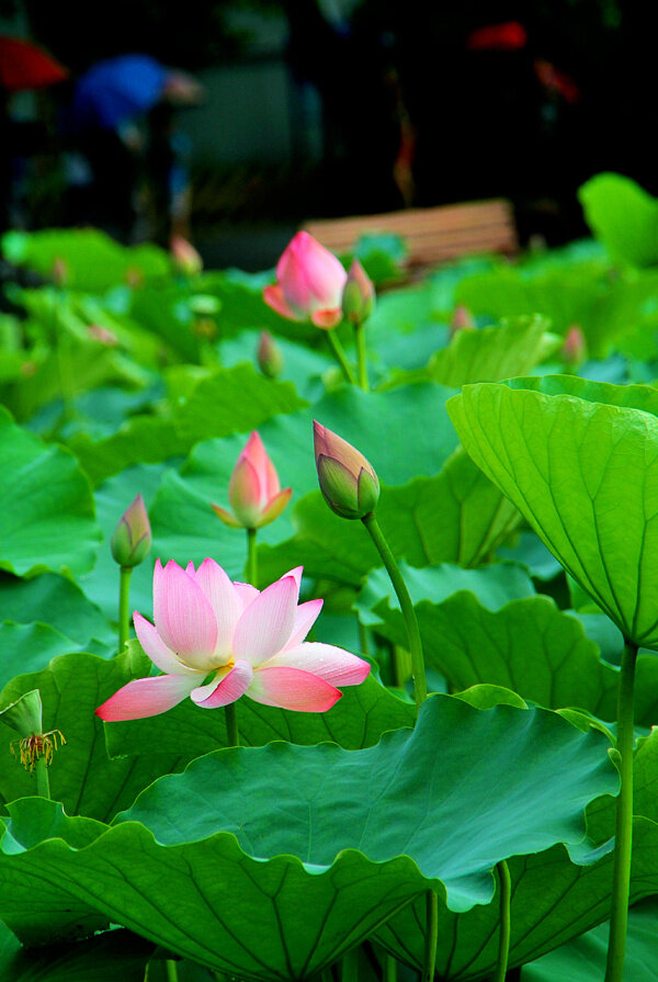 雨中荷花图片