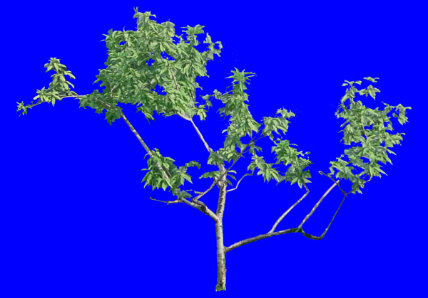 针叶树058植物素材