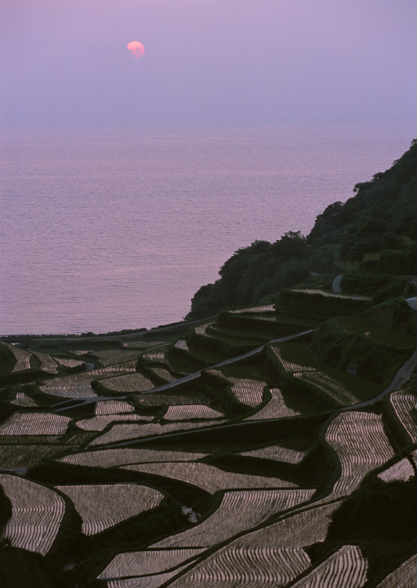 夕阳下的梯田