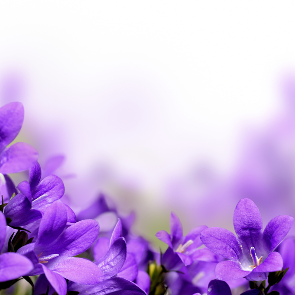 紫色风铃草背景图片