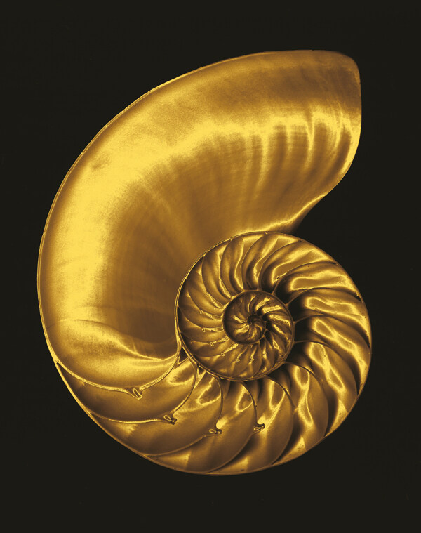 黄金海螺图片