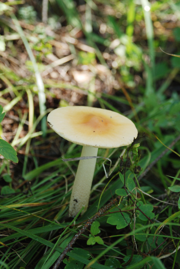 山野蘑菇图片