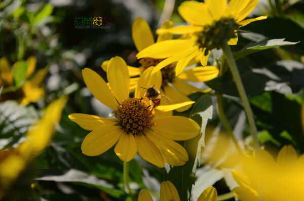 蜜蜂花朵图片