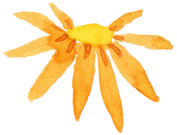多瓣太阳花形花朵图片素材