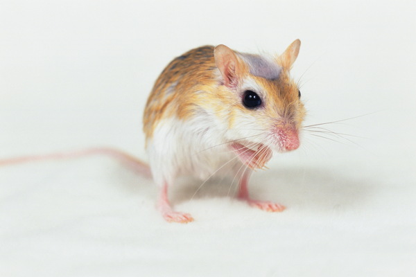 小动物宠物鼠95