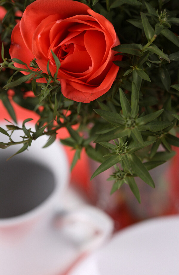 鲜艳的红玫瑰图片