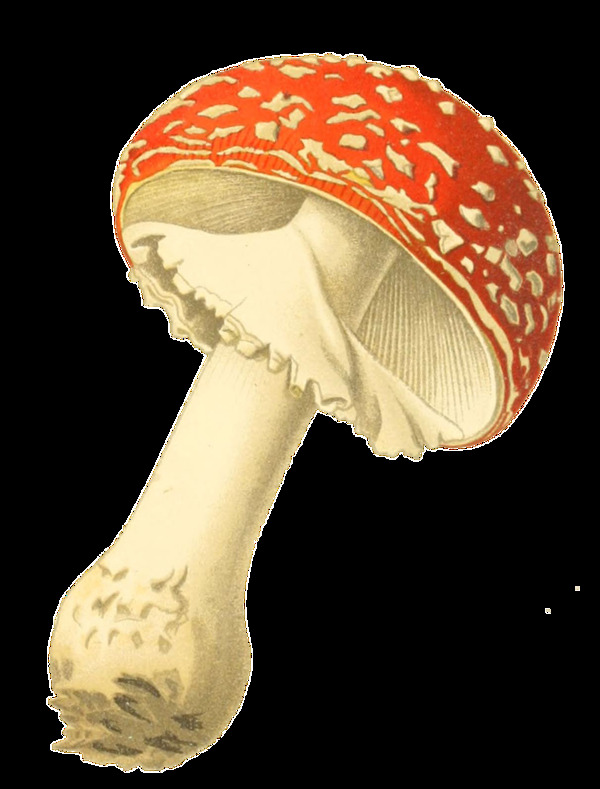 逼真手绘一个红色蘑菇透明装饰素材