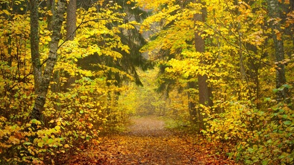 秋天树林小路风景