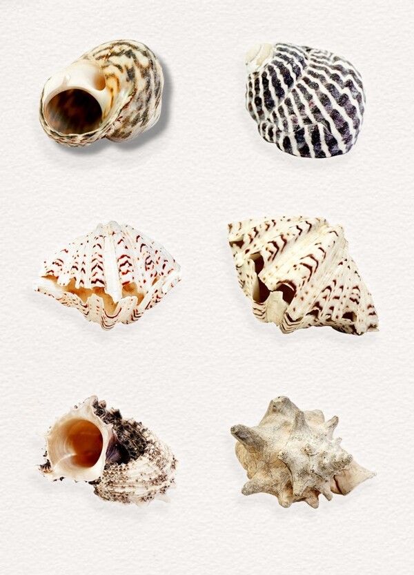 海洋海螺png素材