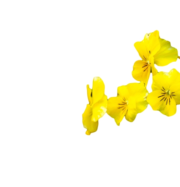 好看黄色多种花朵