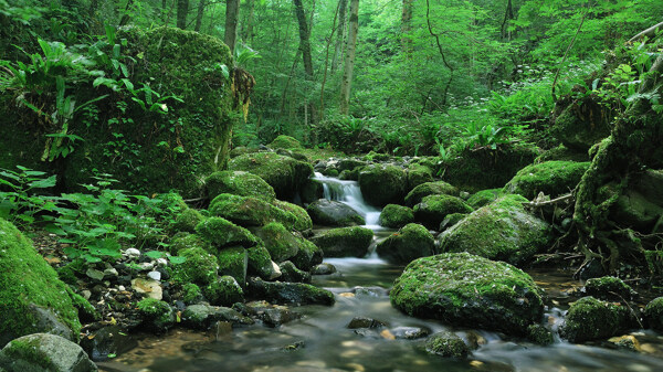 清新自然风景