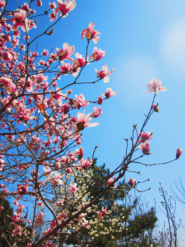 玉兰花图片