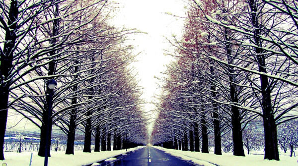 冬季大道两旁大树的道路
