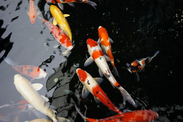 日本锦鲤鱼图片