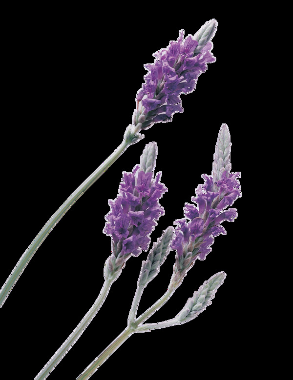 三支紫色花png元素素材