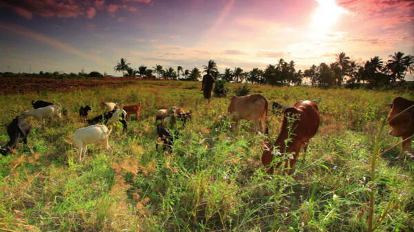 牛和山羊在吃草非洲落日股票视频视频免费下载