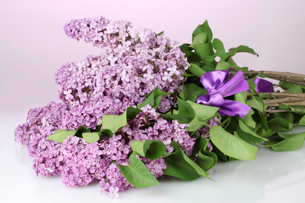 美丽淡紫色花朵图片