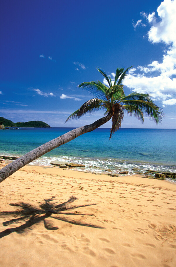 沙滩上的椰树与脚印图片