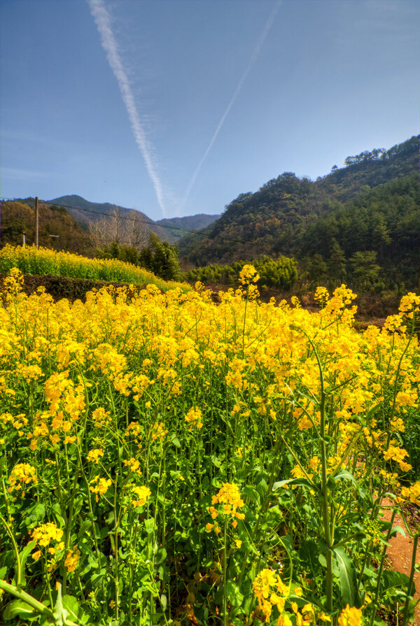 胥岭村油菜花