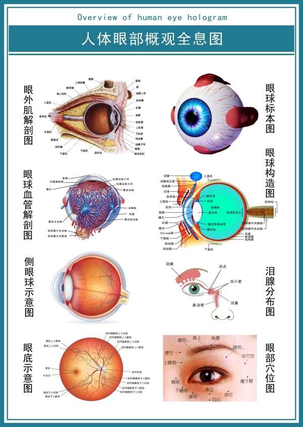 现代医学展板人体眼部概观全息图示意图超清