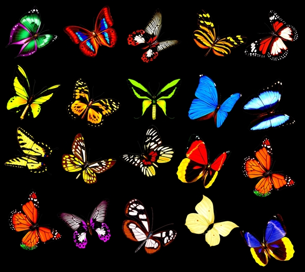 蝴蝶合集图片