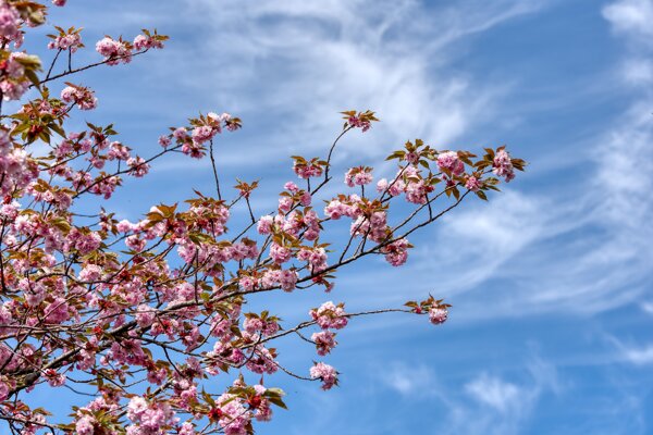樱花春天蓝天粉色树木