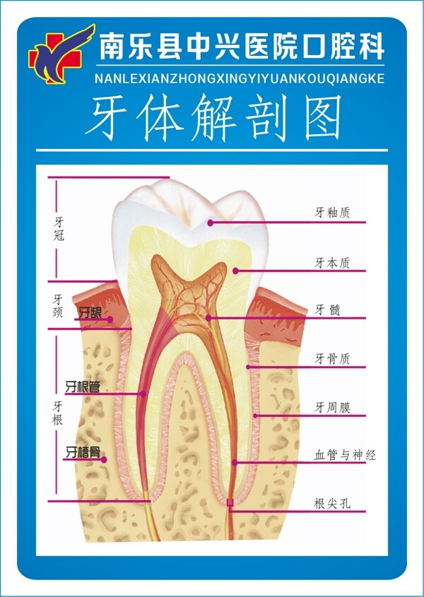 牙科口腔海报图片