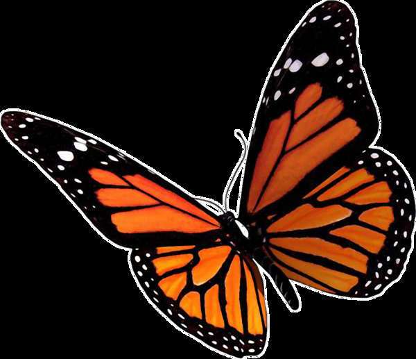 橙色漂亮蝴蝶免抠png透明素材