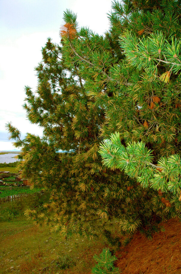 西伯利亚松树风景图片