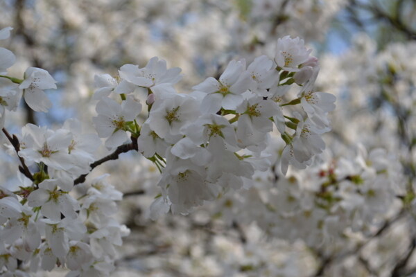 白色樱花花海图片