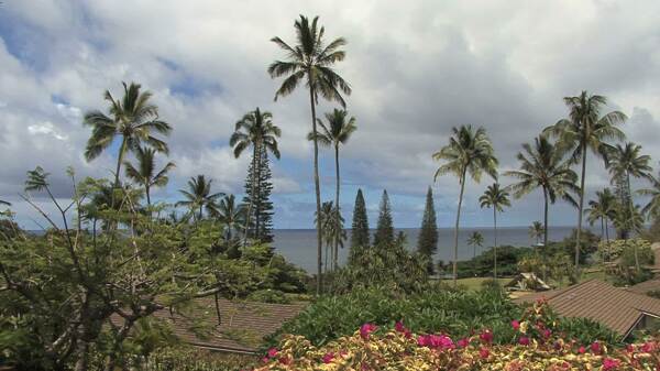 毛伊岛的花棕榈树和海哈纳股票视频