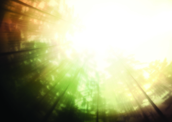 阳光树林抽象背景