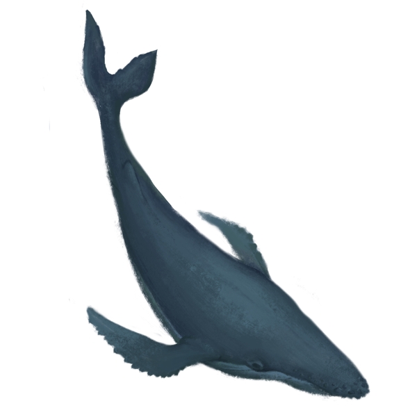 一只在海里游泳的鲸鱼免抠图