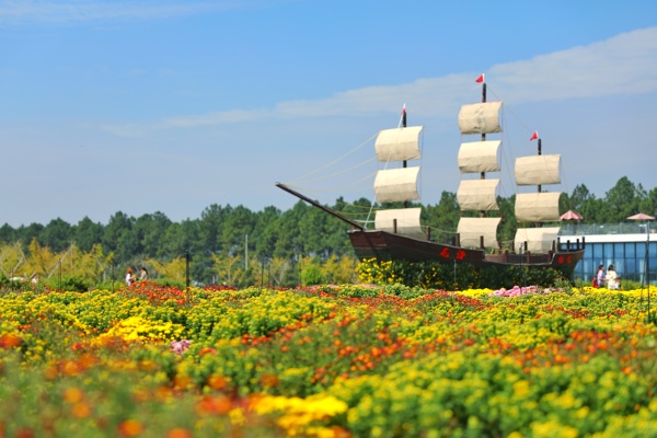 菊花丛中的帆船图片